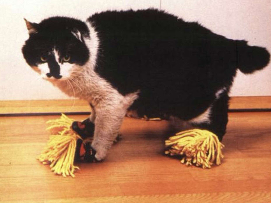 cat with mops on feet